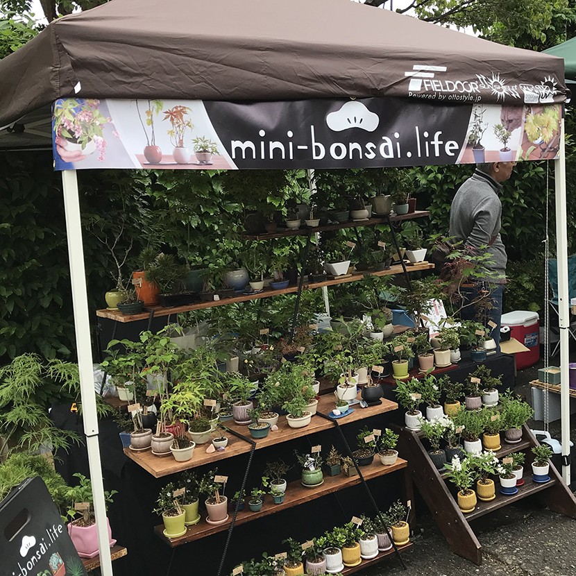 大盆栽まつり 大宮 Mini Bonsai Life ミニ盆栽 ライフ